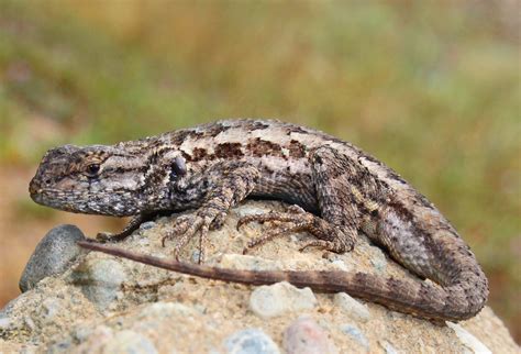 서양 울타리 도마뱀 Western Fence Lizard : 최신 백과사전, 뉴스, 리뷰 및 연구