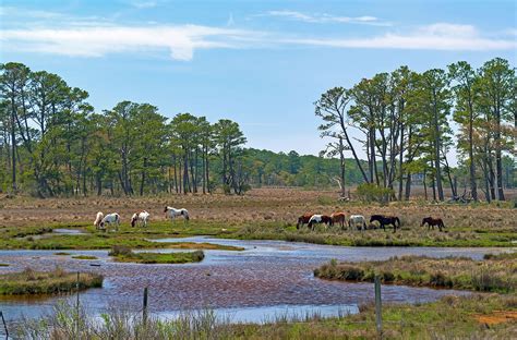 Chincoteague, Virginia - WorldAtlas