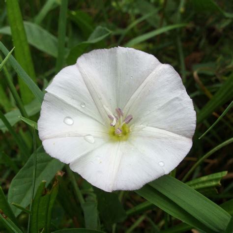 Moonflower seeds | The Seed Collection