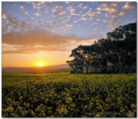 Another Canola Sunset | Here’s one more canola field Vertora… | Flickr