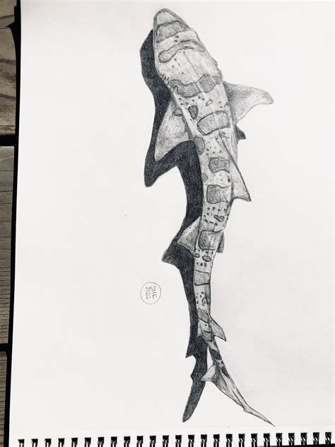 Leopard Shark Drawing