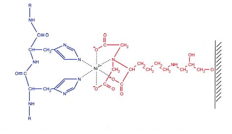 Nickel Column Protein Purification Protocol & Application - FineTest Protein