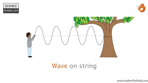 Transverse Wave Real Life Examples