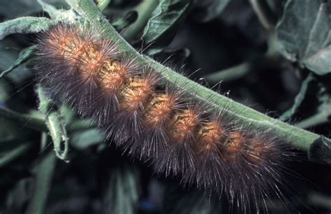 Furry Caterpillar Identification: 17 Common Species - Owlcation