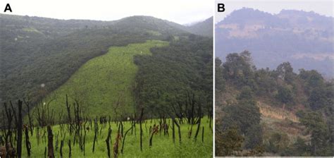 Examples of recent shifting cultivation plots India. A. A swathe of ...