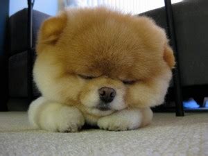 Pomeranian Puppies: A Shameless "AAaaahhhh CUTE!" Post • Lazer Horse