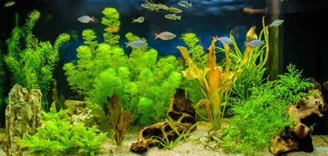 69,200+ Aquarium Plants Stock Photos, Pictures & Royalty-Free Images ...