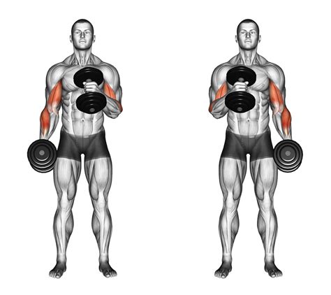 7 Exercises to Get the Most from Your Bicep Workouts – Transparent Labs