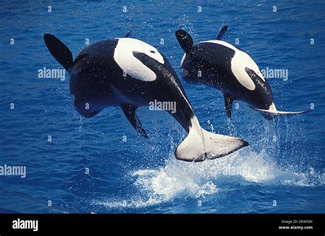 Killer Whale, orcinus orca, Mother and Calf breaching Stock Photo - Alamy