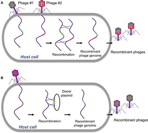 Frontiers | Genetic Engineering of Bacteriophages Against Infectious Diseases