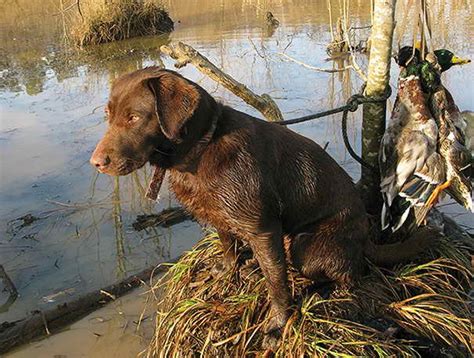 Labrador Retriever Hunting Dogs