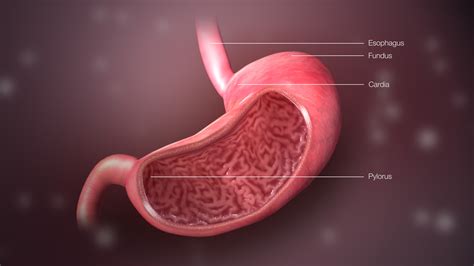 Sour stomach symptoms | General center | SteadyHealth.com