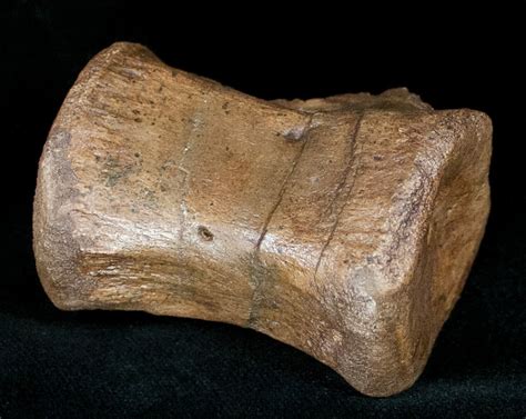 2.3" Ornithischian Dinosaur Caudal Vertebrae - Montana (#12369) For Sale - FossilEra.com