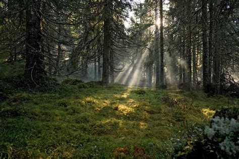 Find the perfect destination for forest bathing in Sweden | Visit Sweden