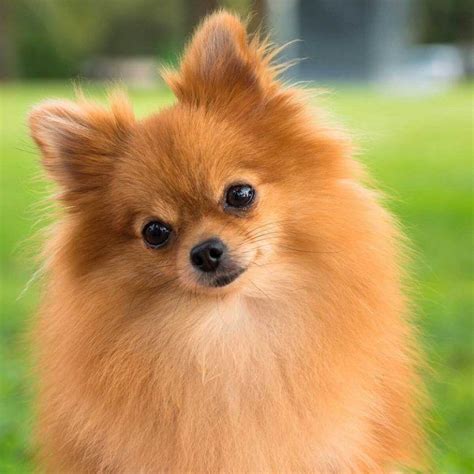 ⊛ PERRO POMERANIA 【 Cuidados, Caracter y Salud