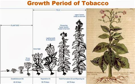 Business Ideas | Small Business Ideas: Tobacco Farming Business | Make ...