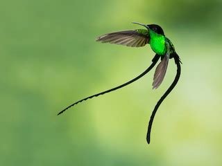 Black-billed Streamertail - Trochilus scitulus - Birds of the World