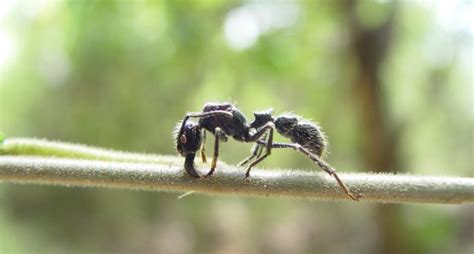 How ant venom could save our crops - 2SER