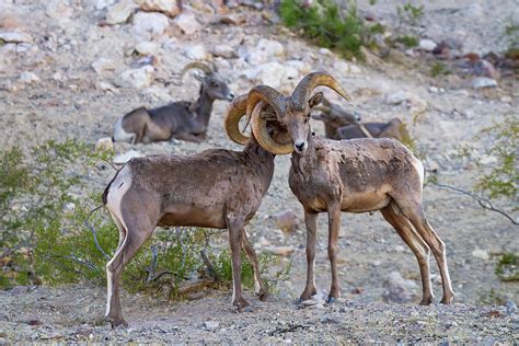 Locking Horns Photograph by James Marvin Phelps | Fine Art America