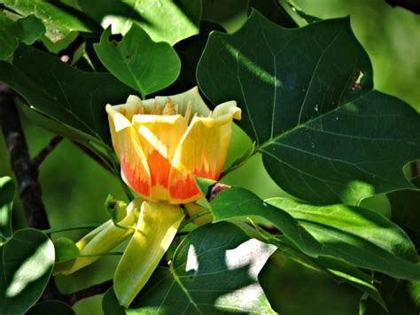 Flowers of Tulip Tree | Nature Photo Gallery