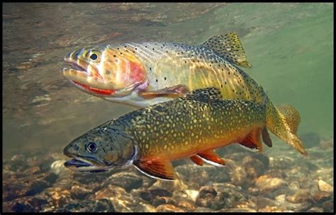 8fa342038a18313c6f0524a84b2b6381.jpg 1,015×652 pixels | Trout fishing tips, Trout fishing bait, Fish