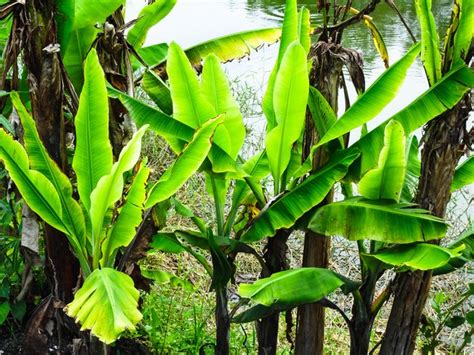 How to Take Care of a Banana Leaf Plant | Hunker