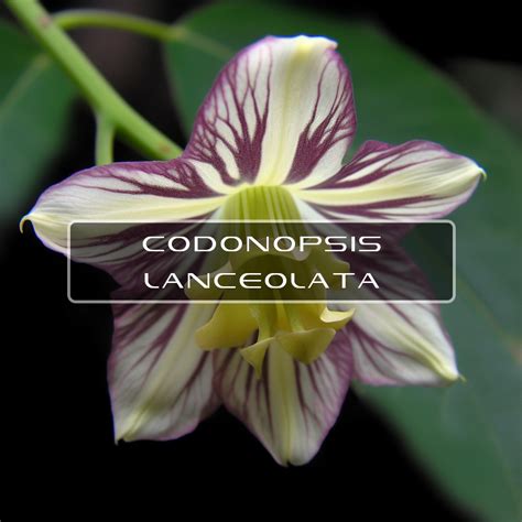 Benefits of Codonopsis | Interstellar Blends | Activate Your Super Powers!