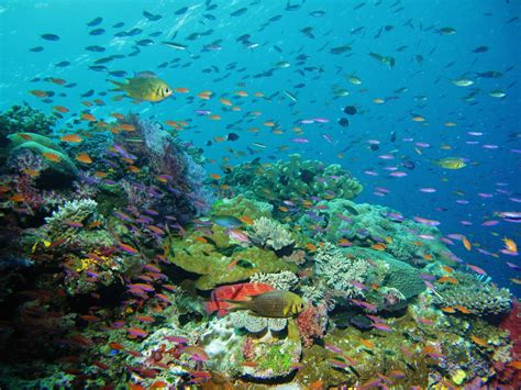 Biodiversity—what is it? - Coral Reef Alliance