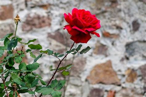 Por qué las rosas tienen espinas - ¡Descúbrelo aquí!