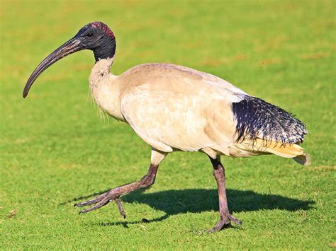 Australian Ibis - eBird