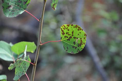 Fungal Disease Turns Aspen Leaves Brown | KNAU Arizona Public Radio