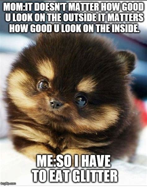 Pin by Kelly Sorrows on Dogs | Love you meme, Cute love memes, Sweet memes