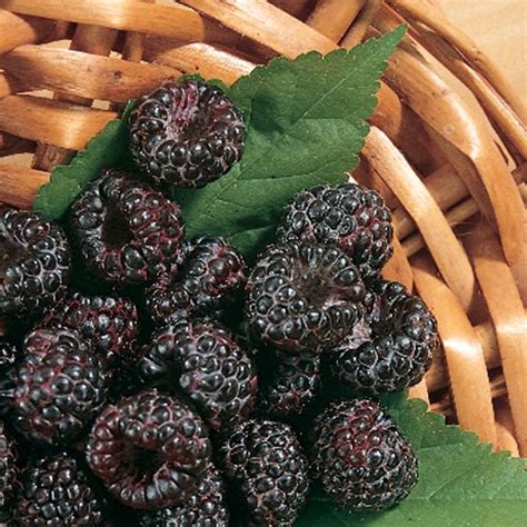 Jewel Black Raspberry Plant - Stark Bro’s