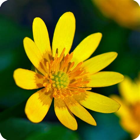 Lesser Celandine (Ficaria verna) bulbils | Wild flowers, Growing seeds, Seed source