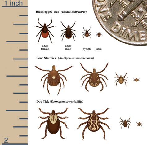 Ticks - MN Dept. of Health