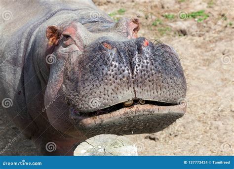 Hippo Face Close Up stock photo. Image of hippo, eyes - 137773424