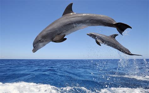 Dolphin Jumping in the Ocean #4240402, 1920x1200 | All For Desktop