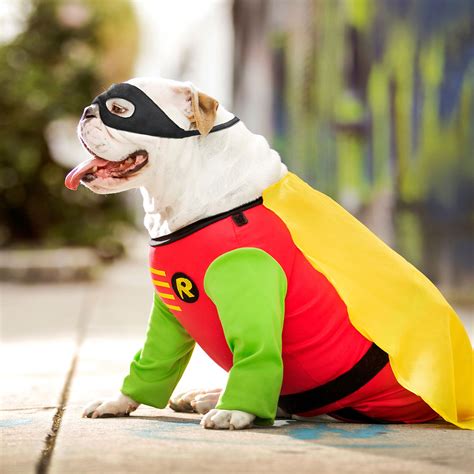 The Best Dog Superhero Costumes of 2021 | BeChewy