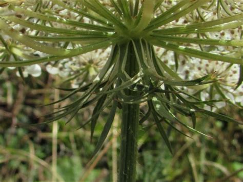 Wild Carrot, Daucus carota