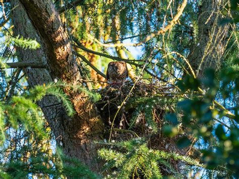 Sparrowhawk Nesting (Behaviour, Eggs + Location) | Birdfact