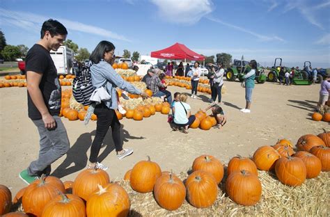 Gibson Farm Market holds fall festival for community – The Collegian