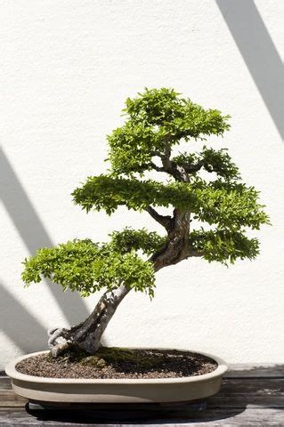 mr. miyagi bonsai - Sök på Google | Beautiful Bonsai Trees | Pinterest | Bonsai