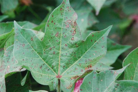 Alternaria leaf spot – Pestoscope