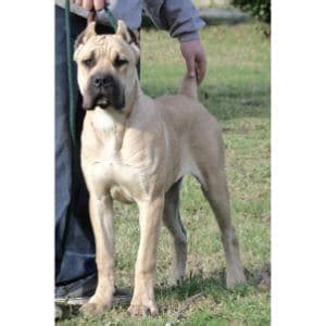 Fawn Cane Corso | Trending Breeds