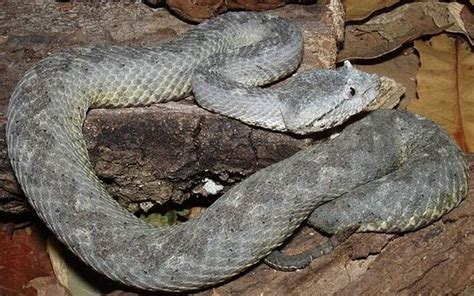 Black-tailed Horned Pit Viper Facts and Pictures