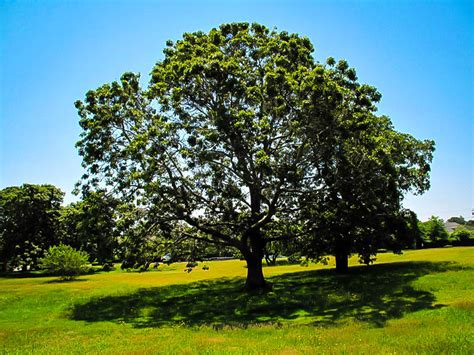 Black Oak Tree | ubicaciondepersonas.cdmx.gob.mx