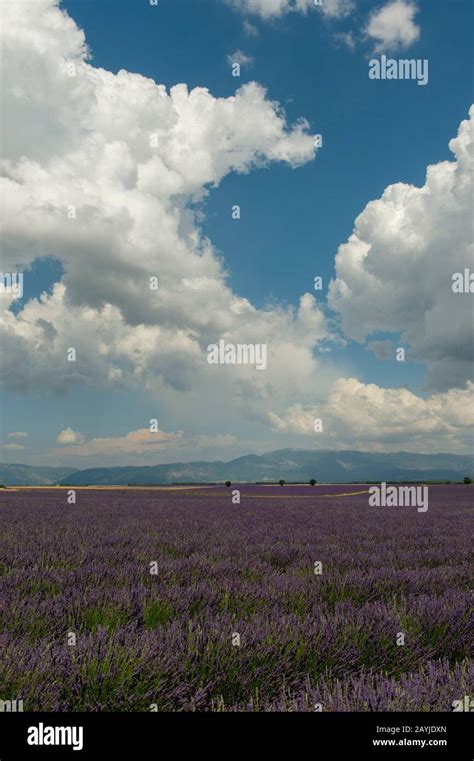 lavender field on the Valensole plateau near Digne-les-Bains and the ...