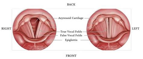 Diagram of the Vocal Folds - Ramsey Voice Studio