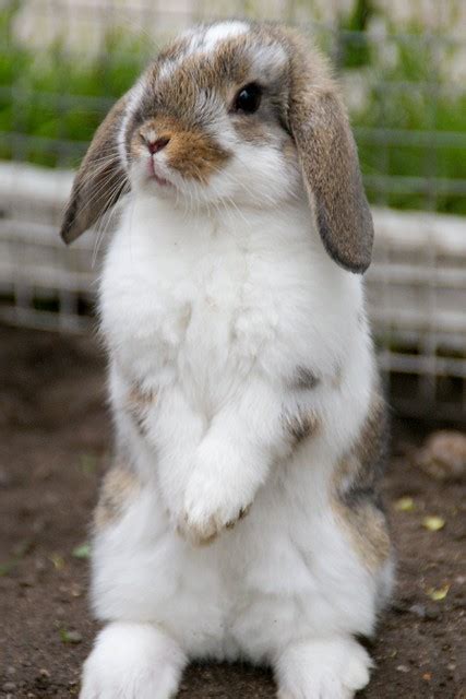 Baby mini lop | This is Tango :o) she is a baby mini lop tha… | Flickr