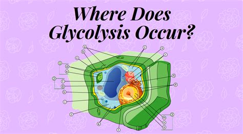 Where Does Glycolysis Take Place In A Cell? - Science Trends